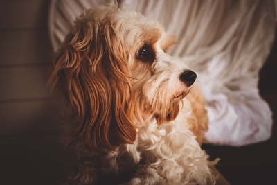 Long hair brown dog
